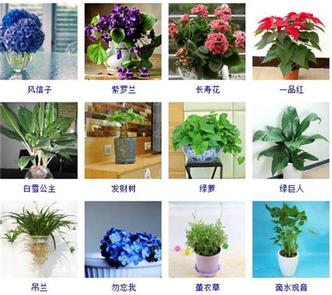 室内植物名称|52种适合室内养的观赏植物